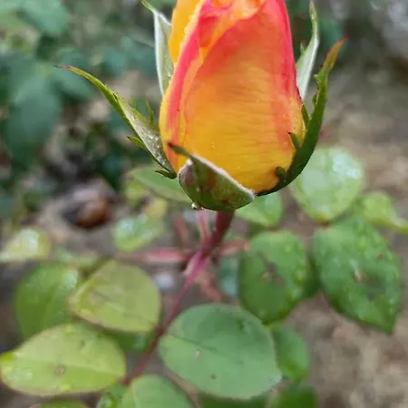 Séjour à la campagne Quinta Do Castelo, De Pedra