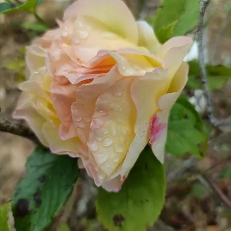 Séjour à la campagne Quinta Do Castelo, De Pedra *